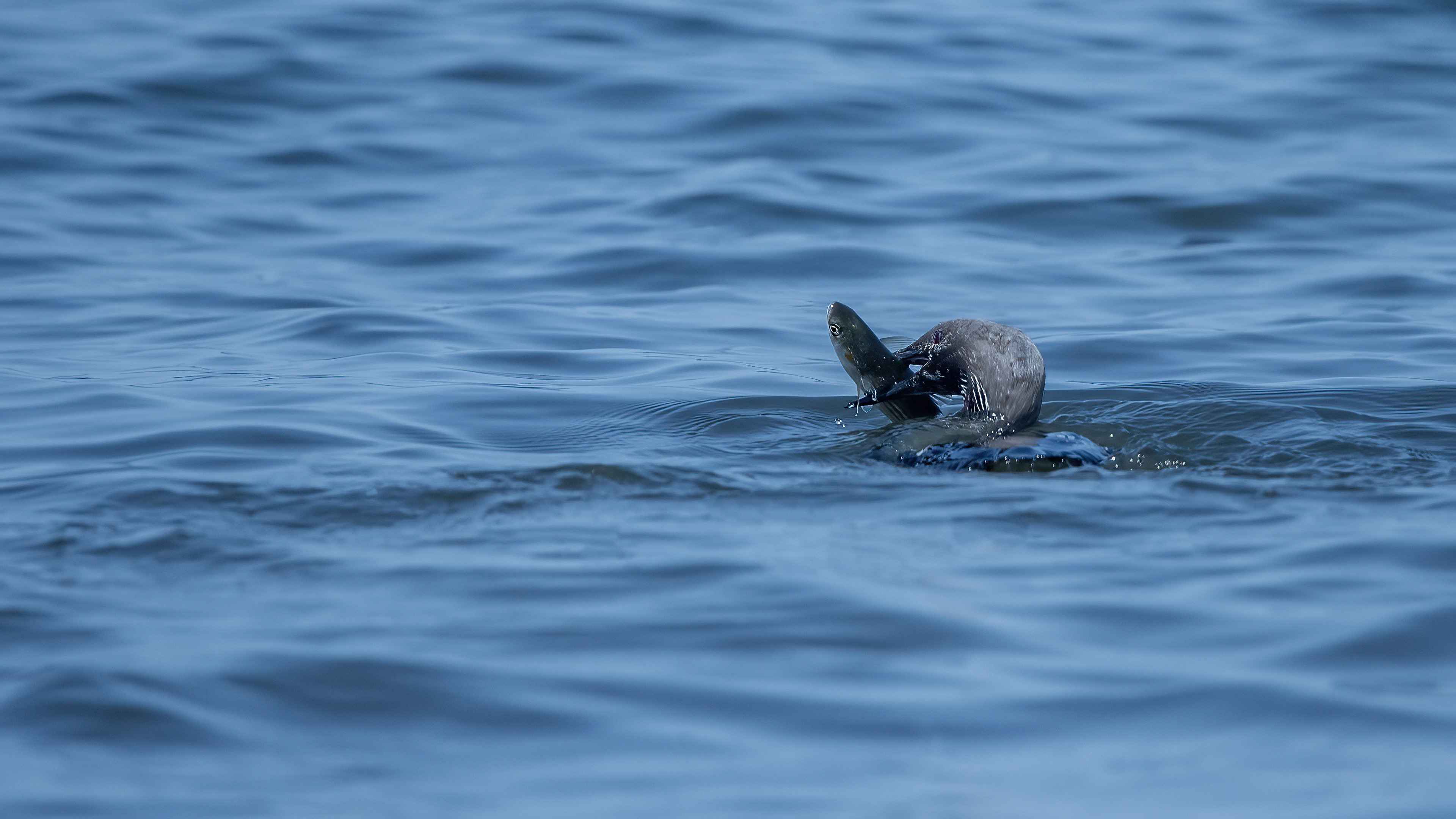 Arctic Loon